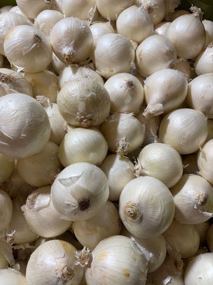 Cebolla